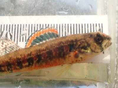 Iowa Darter