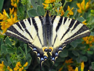 Iphiclides podalirius