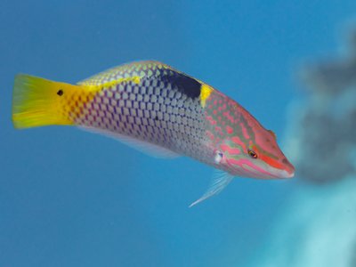 Iridio