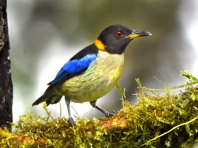 Iridophanes