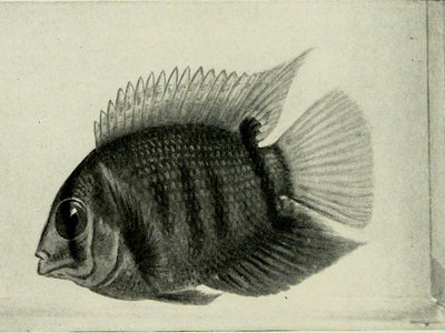 Iris Cichlid