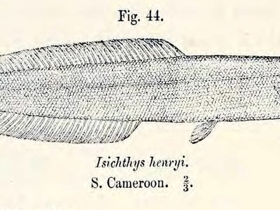 Isichthys henryi