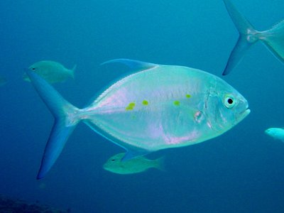 Island Trevally