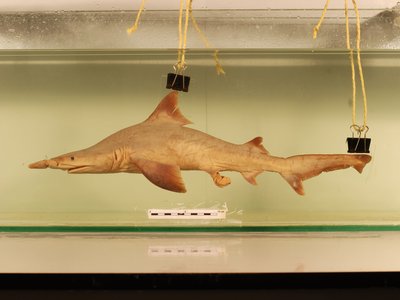 Isogomphodon oxyrhynchus