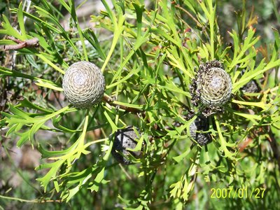 Isopogon axillaris