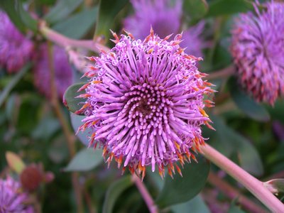 Isopogon