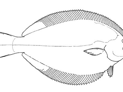 Isopsetta isolepis
