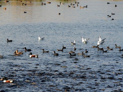 Israeli Carp