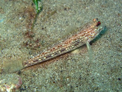 Istigobius
