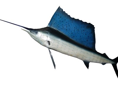 Istiophorus platypterus