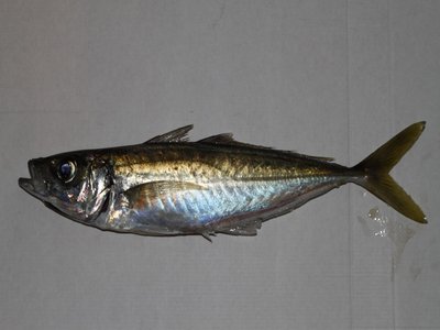 Jack Mackerel