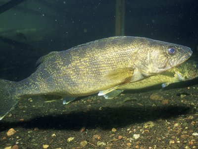 Jack Salmon