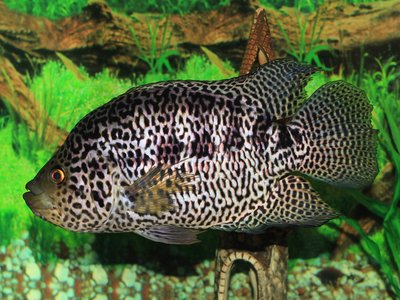 Jaguar Cichlid