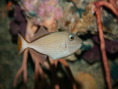 Jamaican Triggerfish
