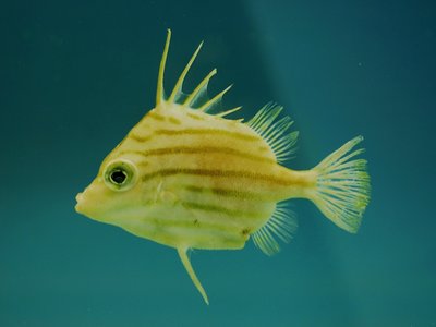 Jambeau Fish