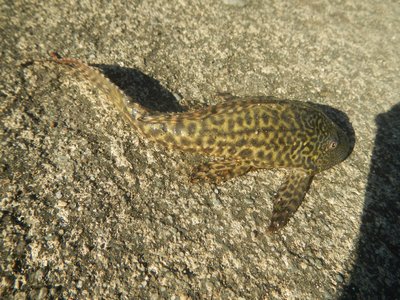 Janitor Fish