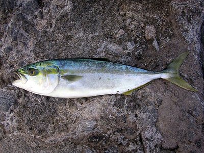 Japanese Amberjack