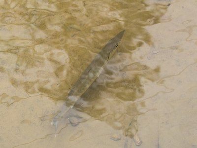 Japanese Barracuda