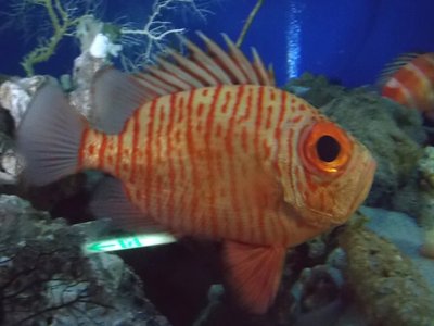 Japanese Bigeye