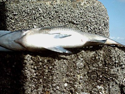 Japanese Black Seabream