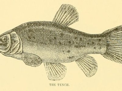 Japanese Bluefish