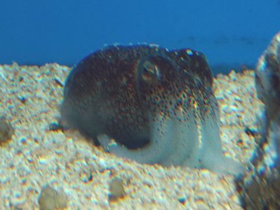 Japanese Bobtail Squid