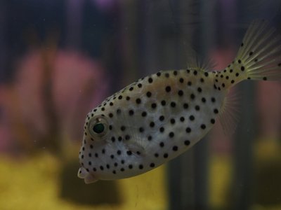 Japanese Boxfish