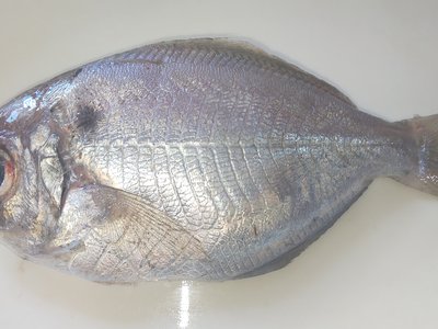 Japanese Butterfish