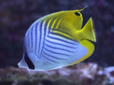 Japanese Butterflyfish
