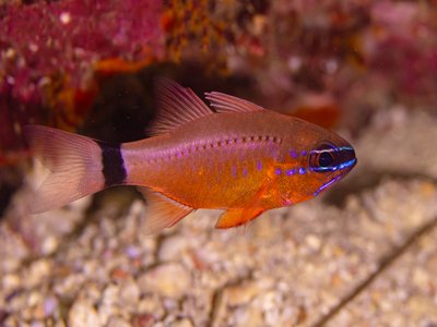Japanese Cardinalfish