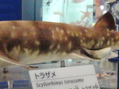 Japanese Catshark