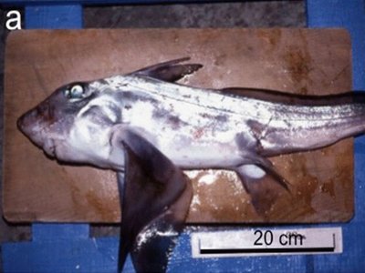 Japanese Chimaera