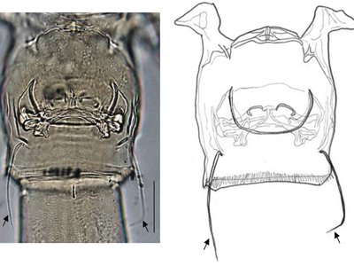 Japanese Copepod