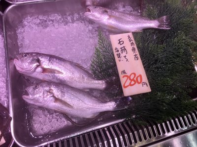 Japanese Croaker
