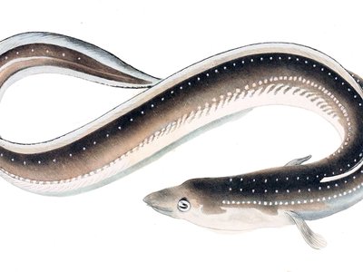 Japanese Eel