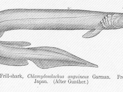 Japanese Frill Shark