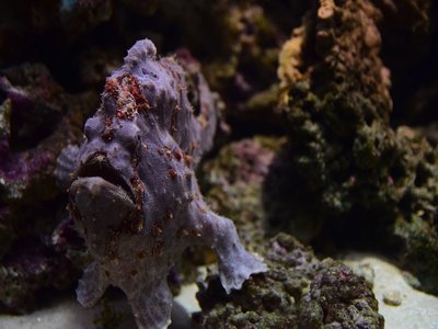 Japanese Frogfish