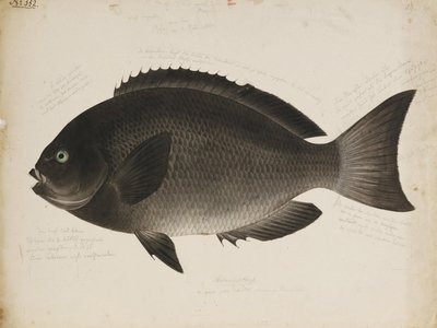 Japanese Girella