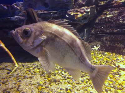 Japanese Goldeye