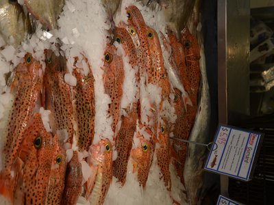 Japanese Gurnard