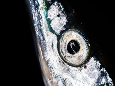 Japanese Halfbeak