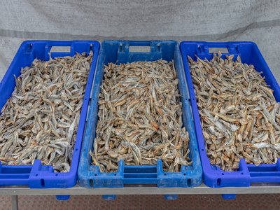Japanese Horse Mackerel