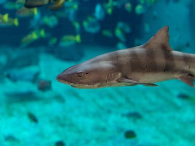 Japanese Houndshark