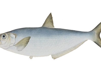 Japanese Ilisha