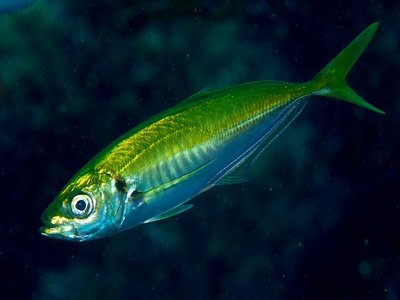 Japanese Jack Mackerel