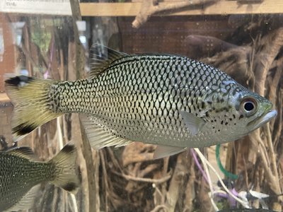 Japanese Kuhlia