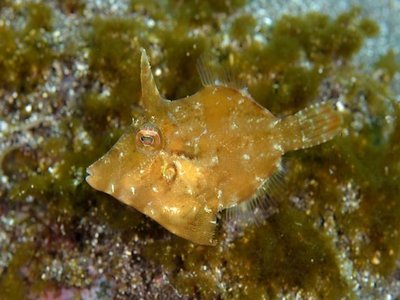 Japanese Leatherjacket