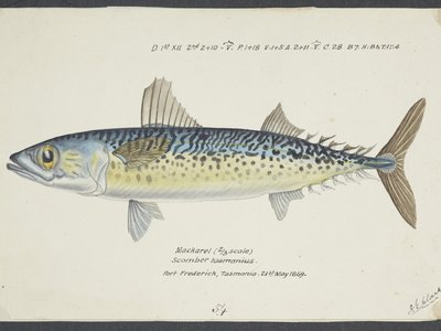 Japanese Mackerel