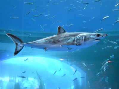 Japanese Mako Shark