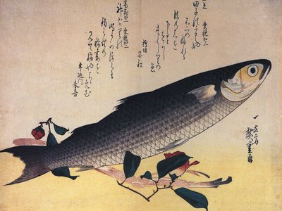 Japanese Mullet